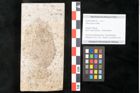 Foto (Objekt + Etikett) von Ulmus braunii Heer (NHMW-GEO-2024-0188-8122)